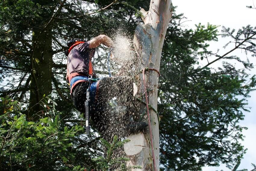 Tree Surgeons South Croydon CR2